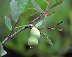 Image of netted pawpaw