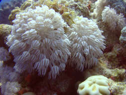 Image of soft corals