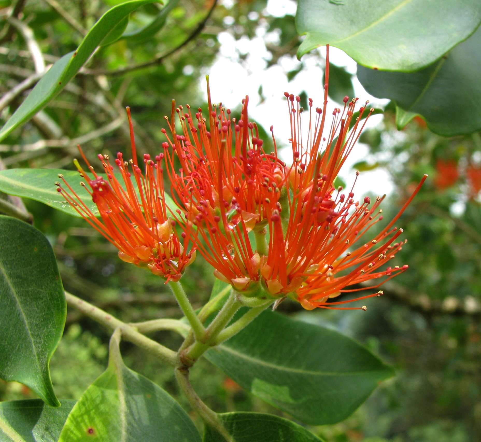 Image of lehua