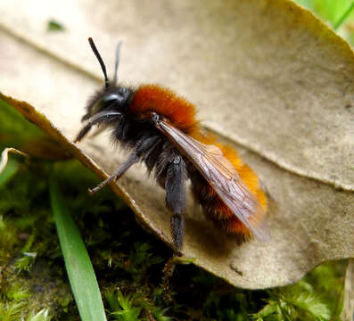 Image of Tawny Mining Bee