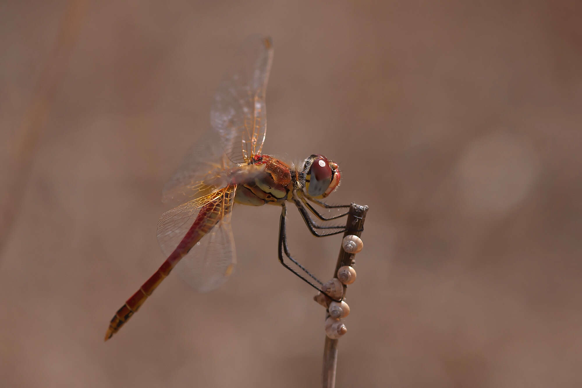 Image of Sympetrum Newman 1833