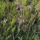 Image de Campanula sibirica subsp. sibirica