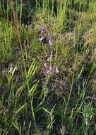 Image of Campanula sibirica subsp. sibirica