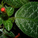 Image de Episcia cupreata (Hook.) Hanst.