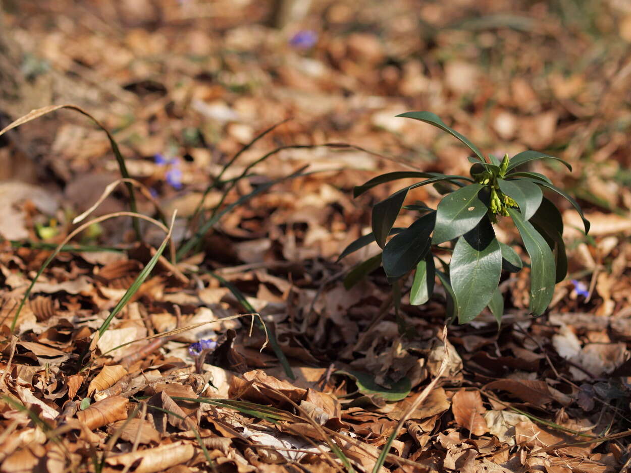 Imagem de Daphne laureola L.