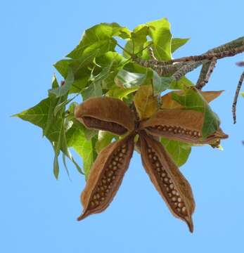 Image of Brachychiton discolor F. Müll.