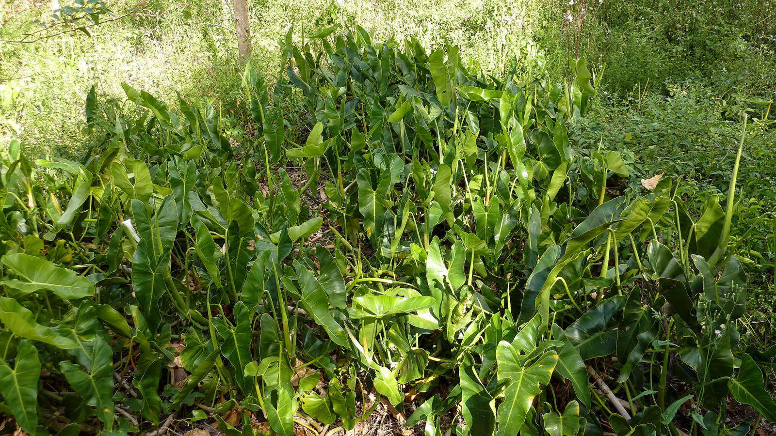 Imagem de Philodendron quinquenervium Miq.