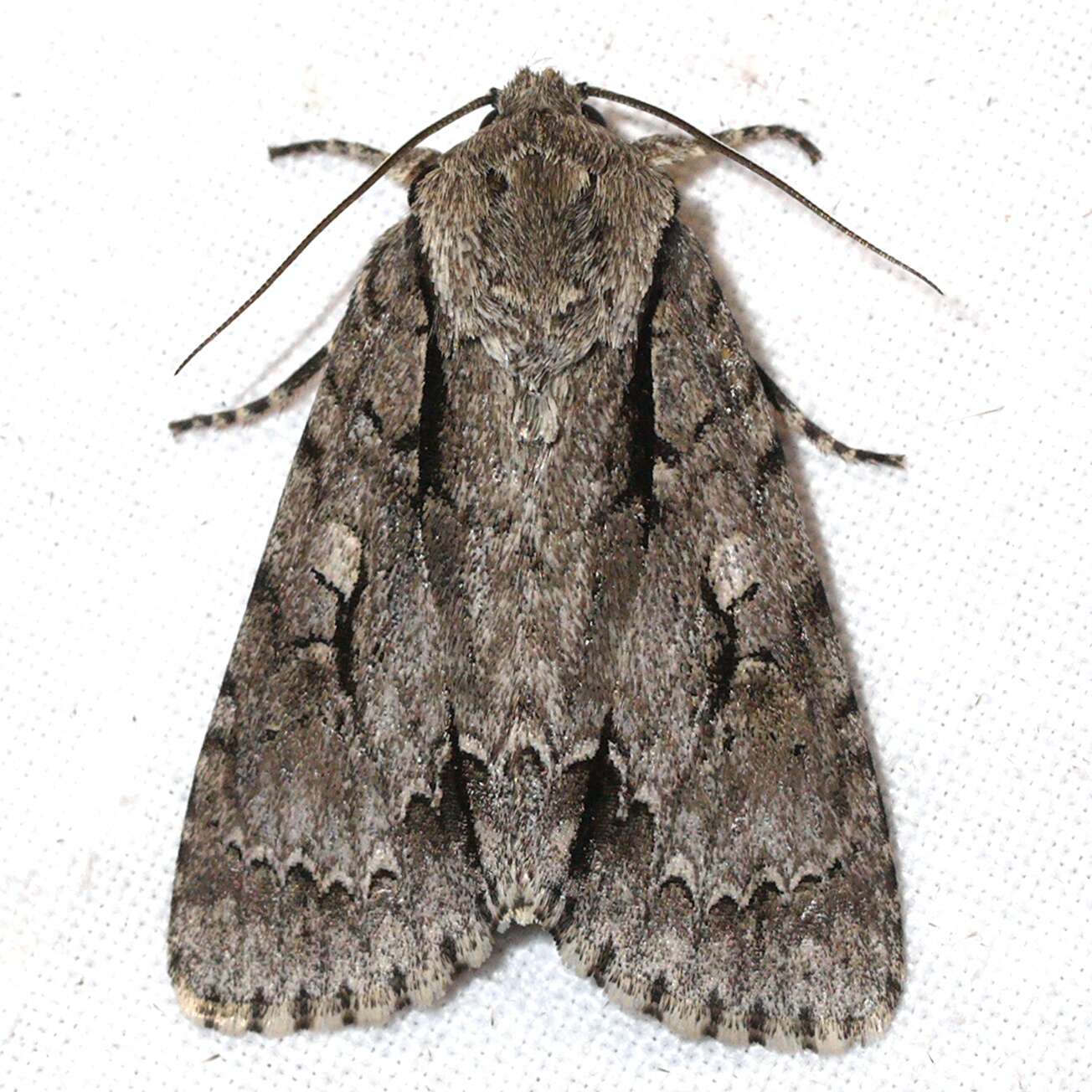 Image of Dagger Moths