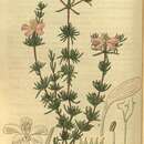 Image of Frankenia pauciflora DC.