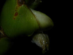 صورة Werauhia gladioliflora (H. Wendl.) J. R. Grant