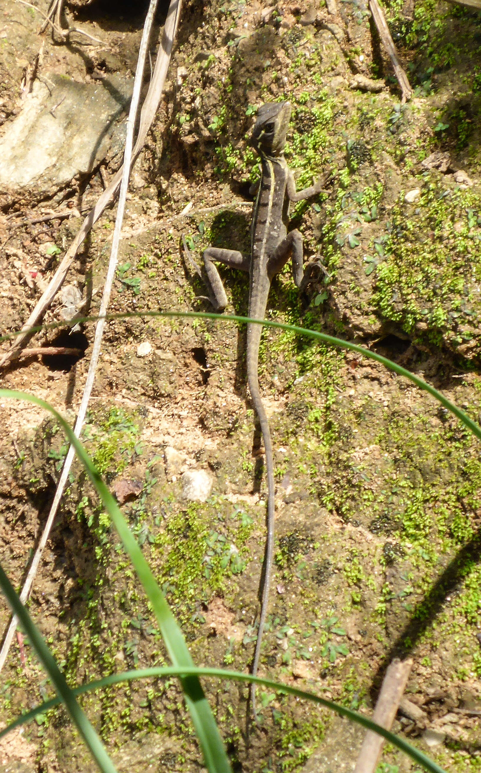 Image of helmet lizards