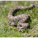 Vipera latastei Bosca 1878 resmi