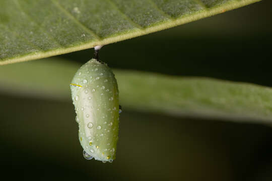 Image of Monarch Butterfly