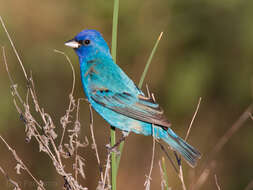 Image of Indigo Bunting