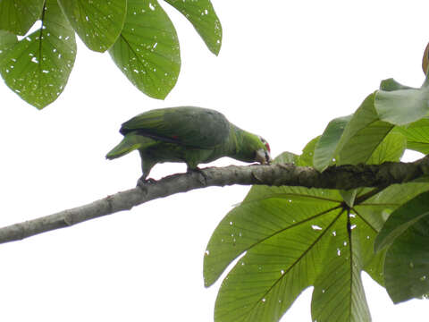 Image of Amazon parrots