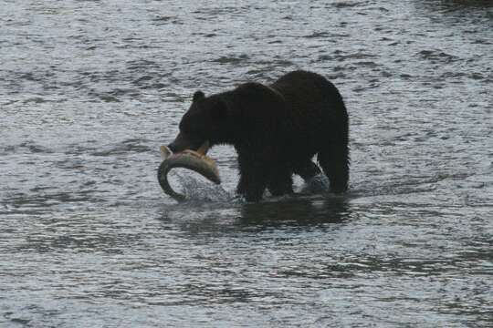 Image of grizzly bear