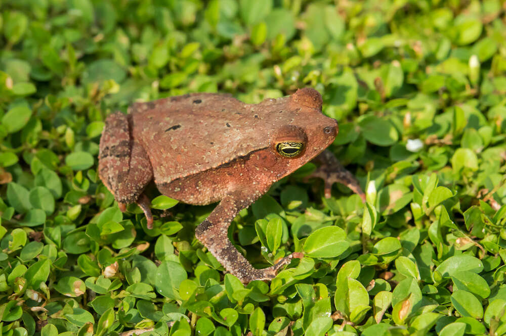 Image of beaked toads