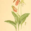 Image of Pink lady's slipper