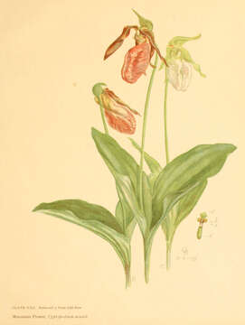 Слика од Cypripedium