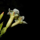 Image of Odontadenia puncticulosa (Richard) Pulle