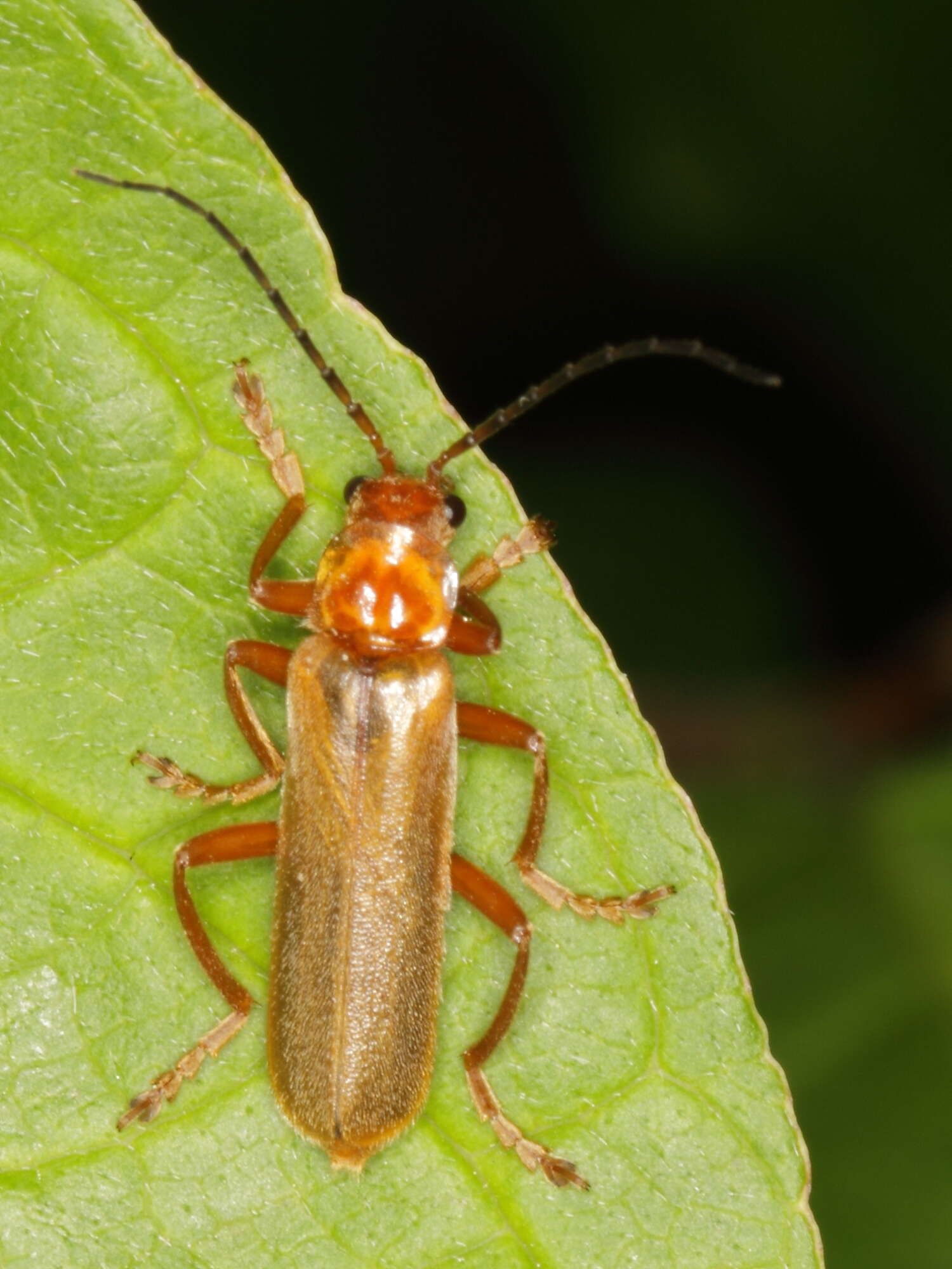 Image of Cantharis