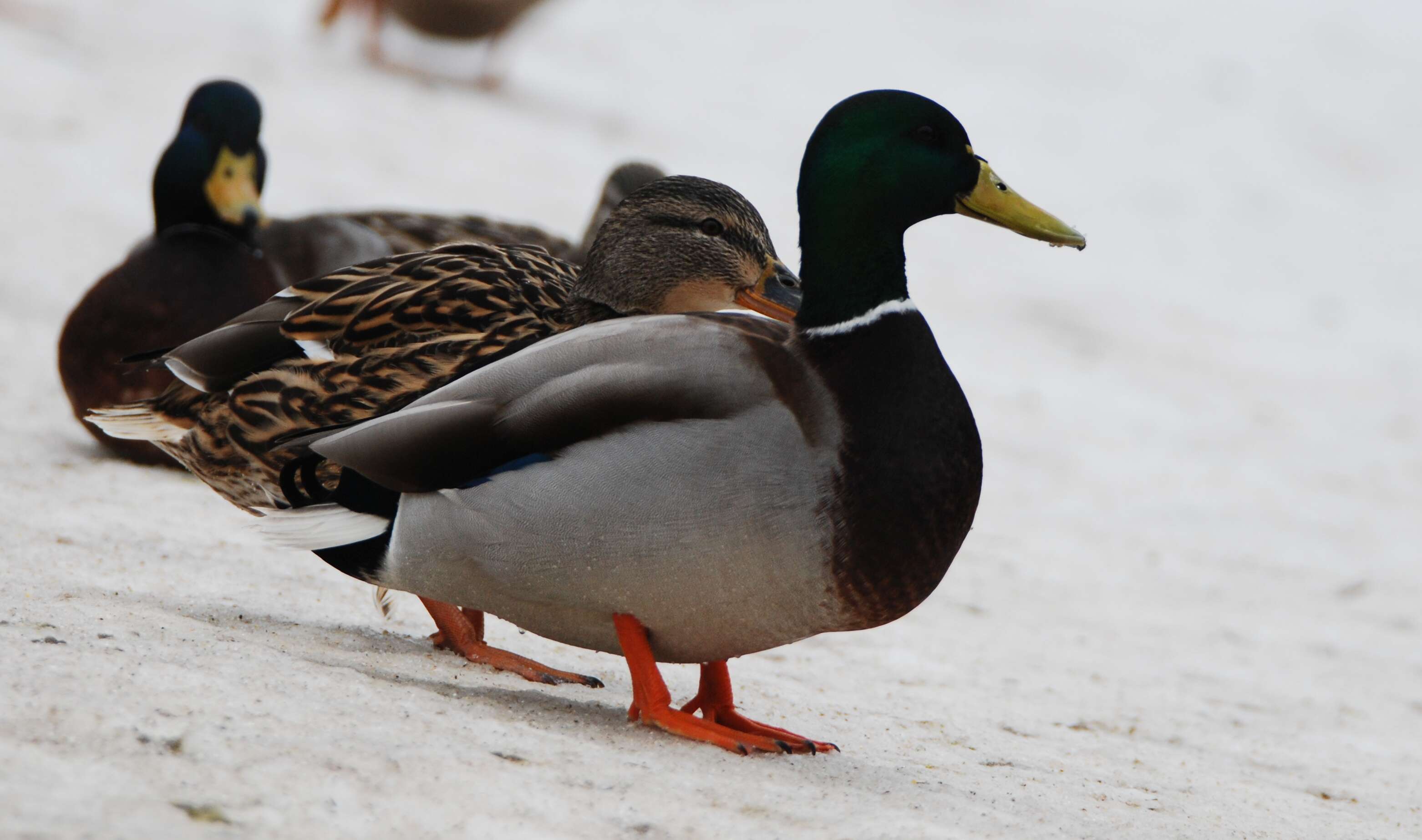 Image of Common Mallard