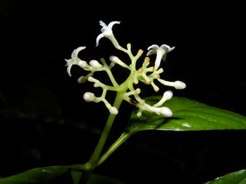 Image of Palicourea acuminata (Benth.) Borhidi