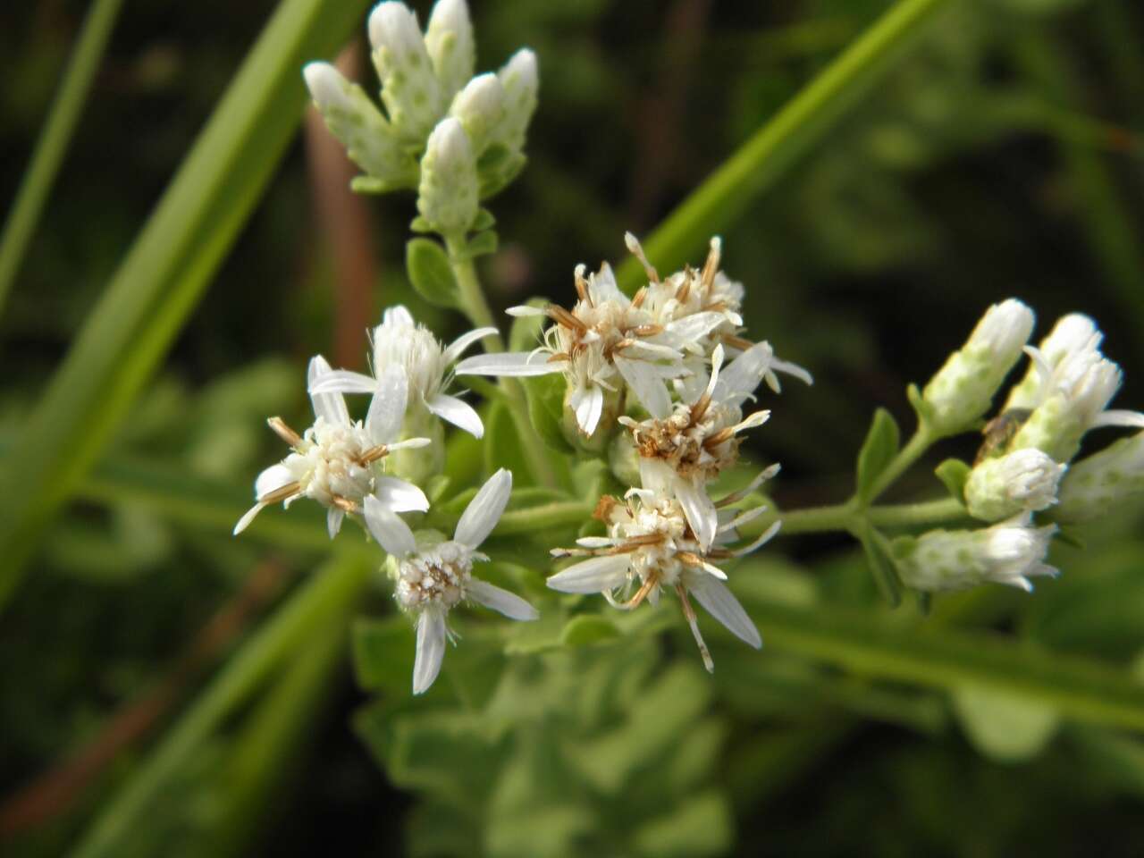 Image of whitetop aster