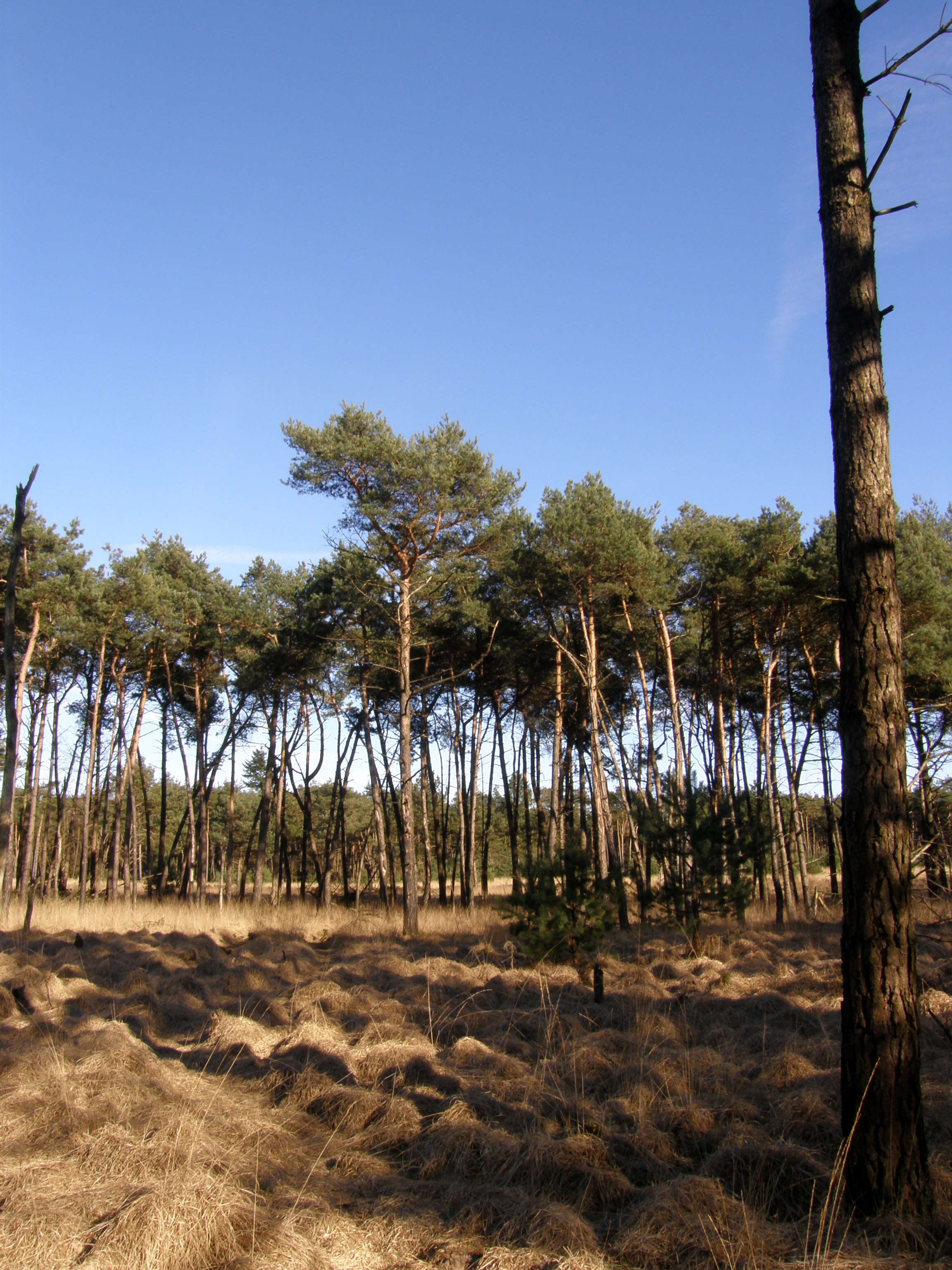 Image of Scotch Pine