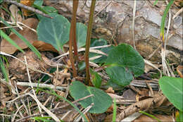 Image of greenflowered wintergreen