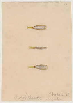 Image of Linguloidea Menke 1828