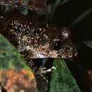 Image of Gaboon Forest Frog