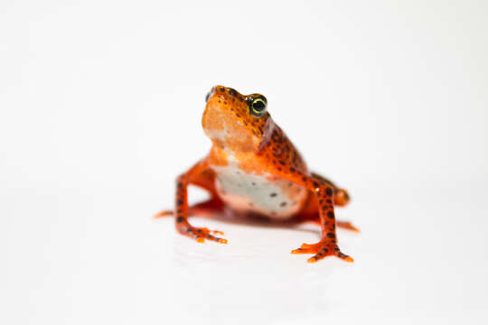 Image of harlequin frogs