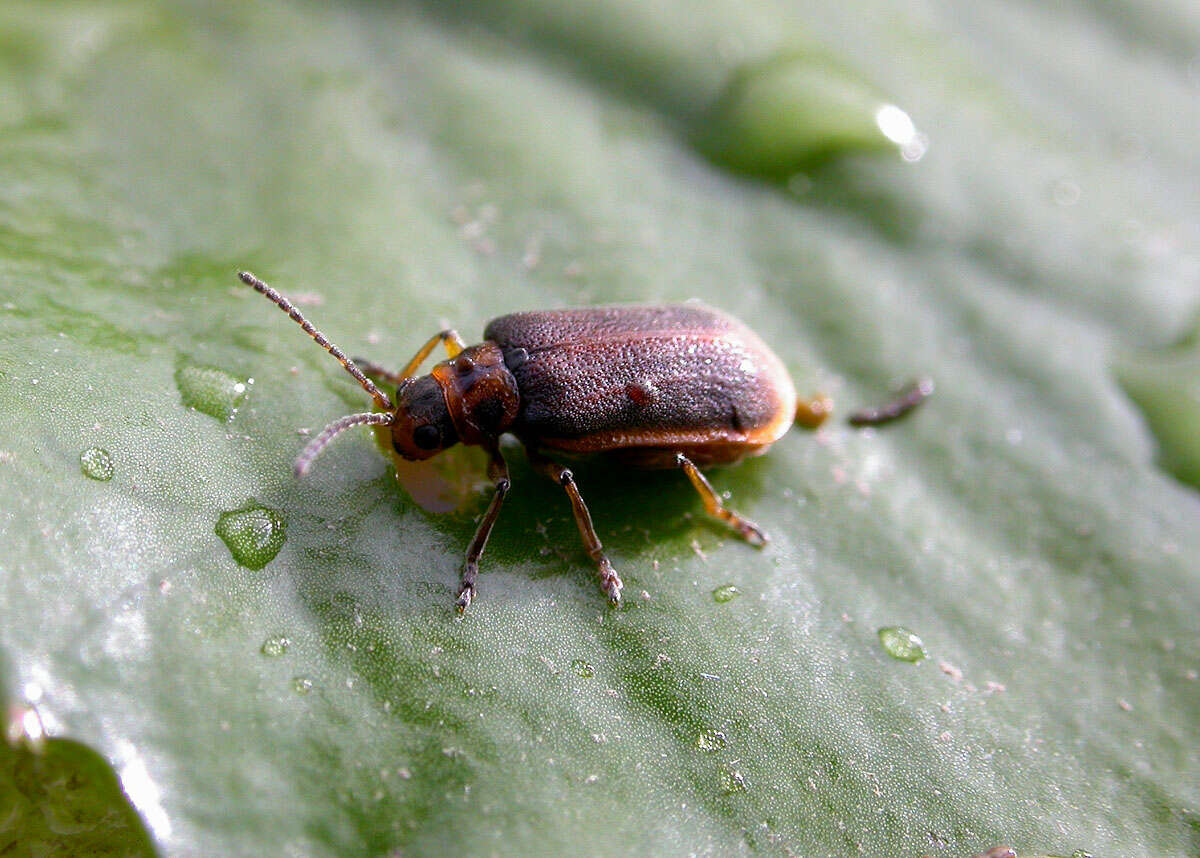 Image of Water-lily Beetle