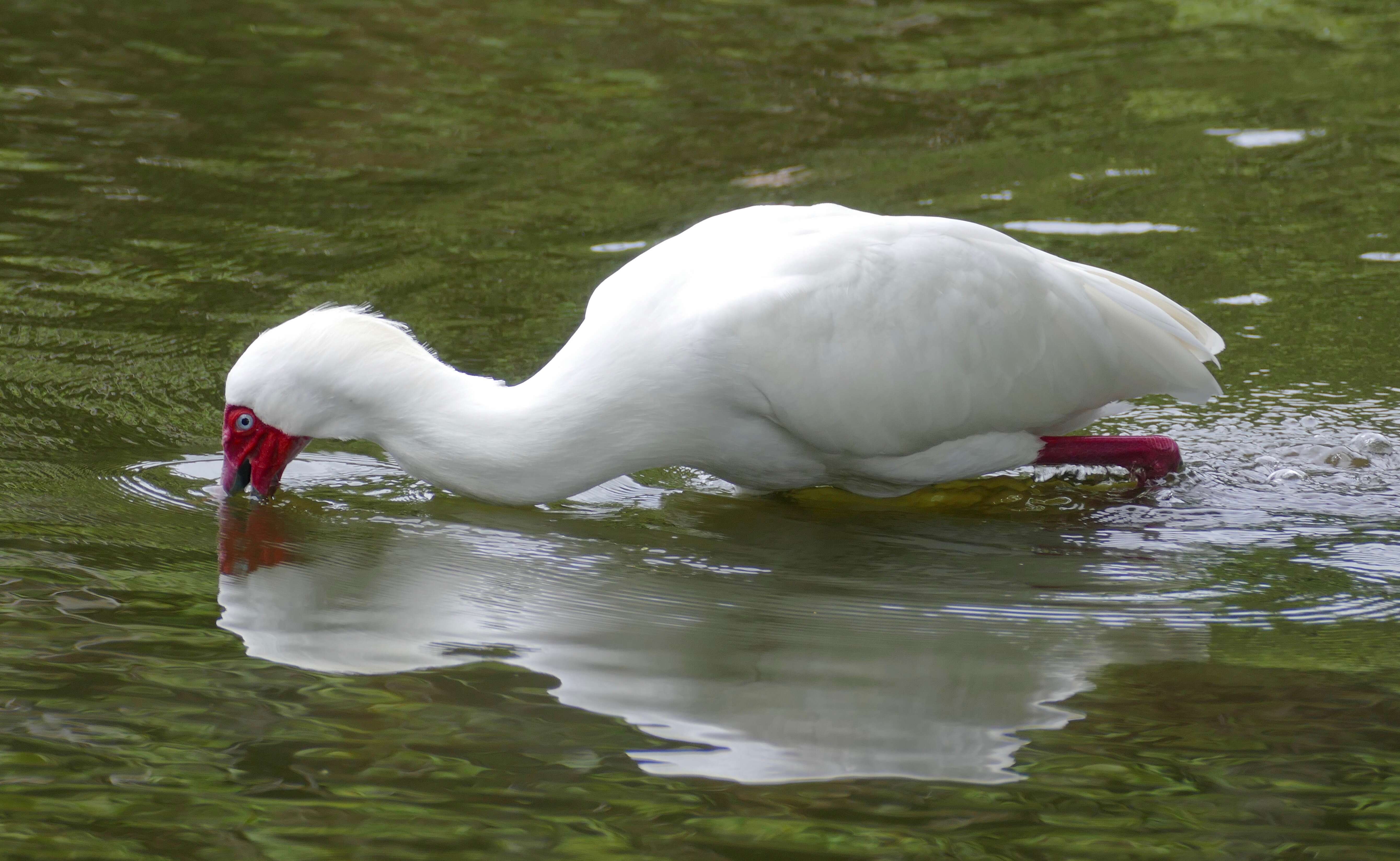 Image of African Spoonbill