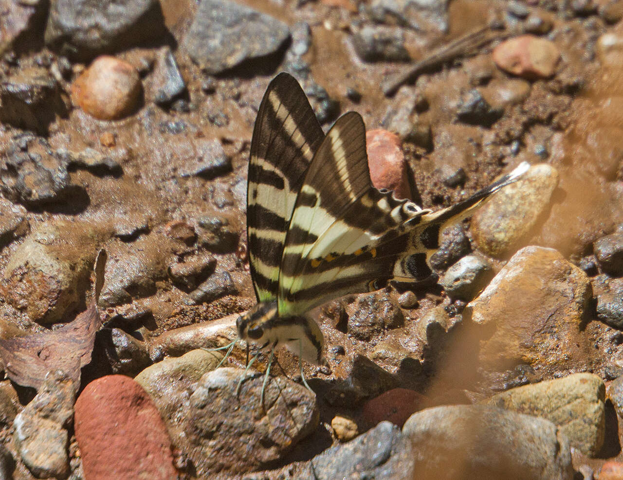 Image of Protographium