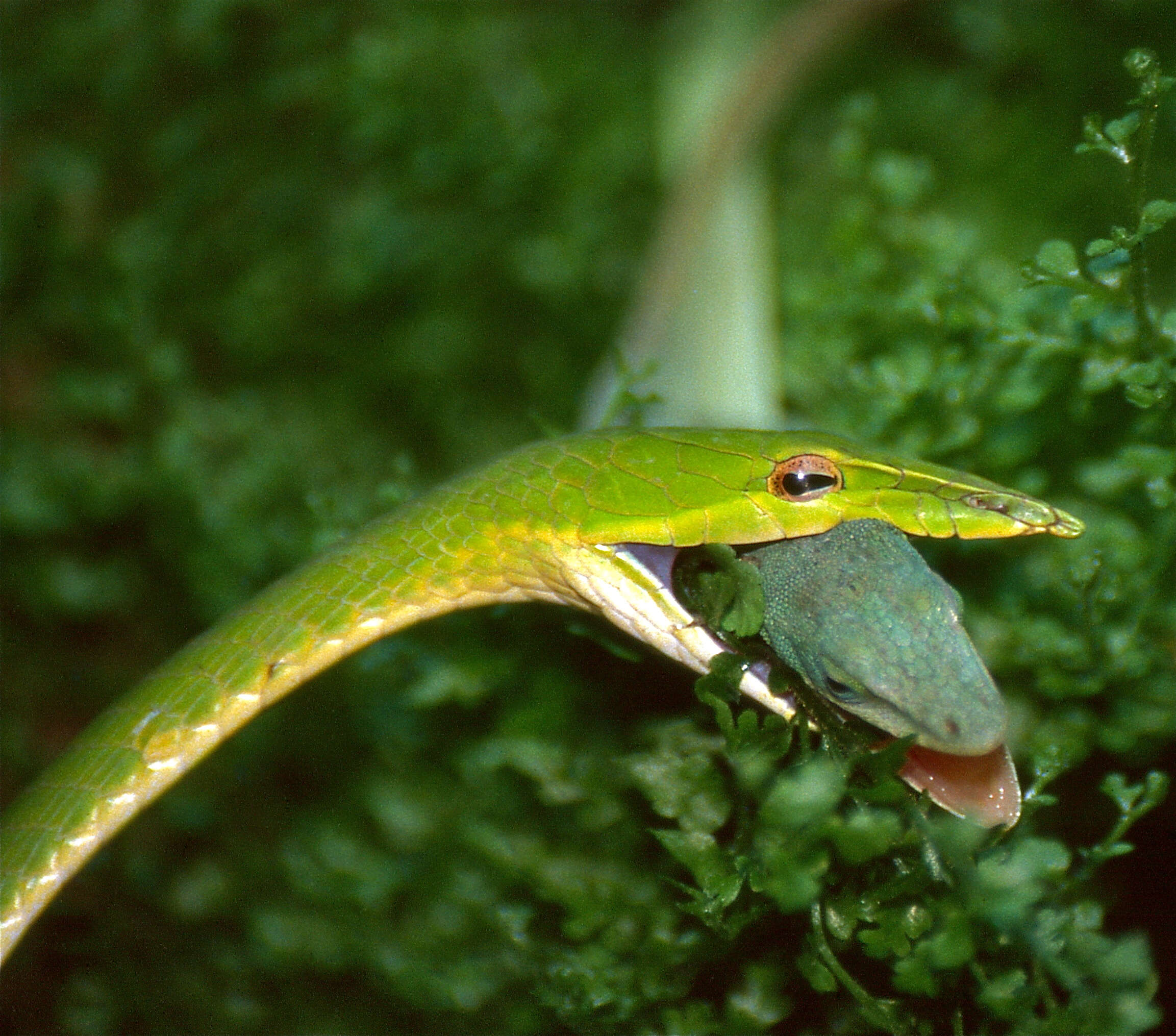 Image of American Anole