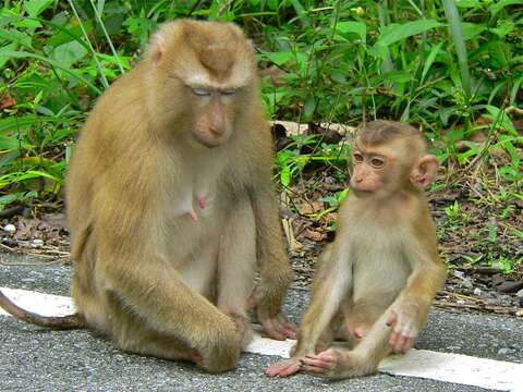 Image of Northern Pig-tailed Macaque