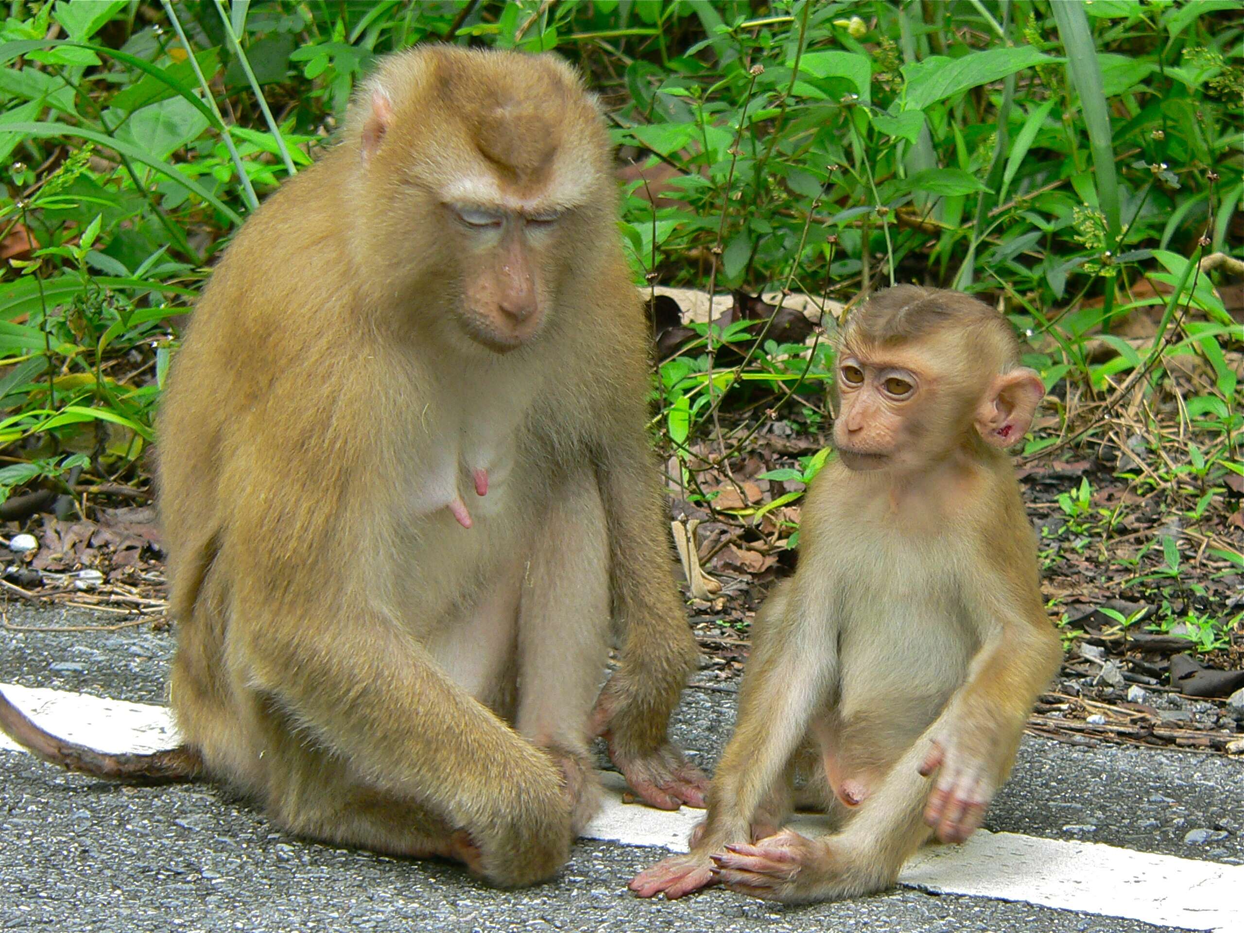 Image de Macaca leonina (Blyth 1863)