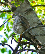 Image of Little Sparrowhawk