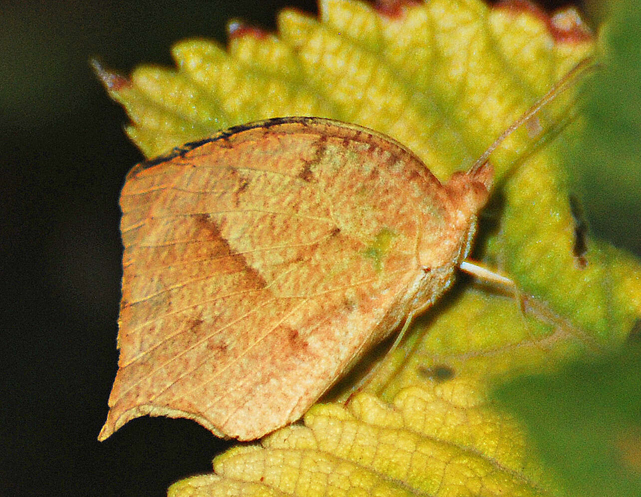 Image of Eurema