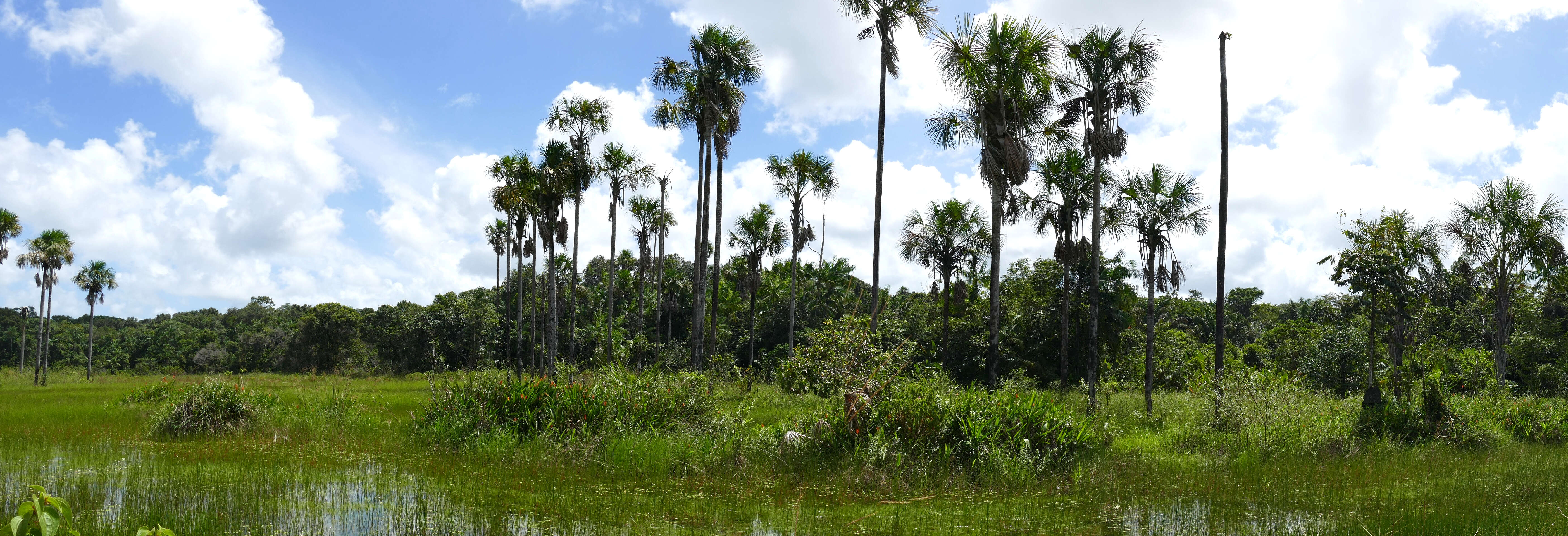 Image of mauritia