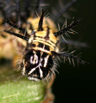 Image of Acraea cepheus Linnaeus 1758