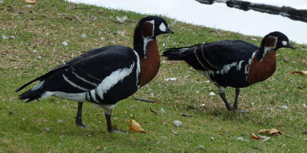 Image of Hawaiian goose