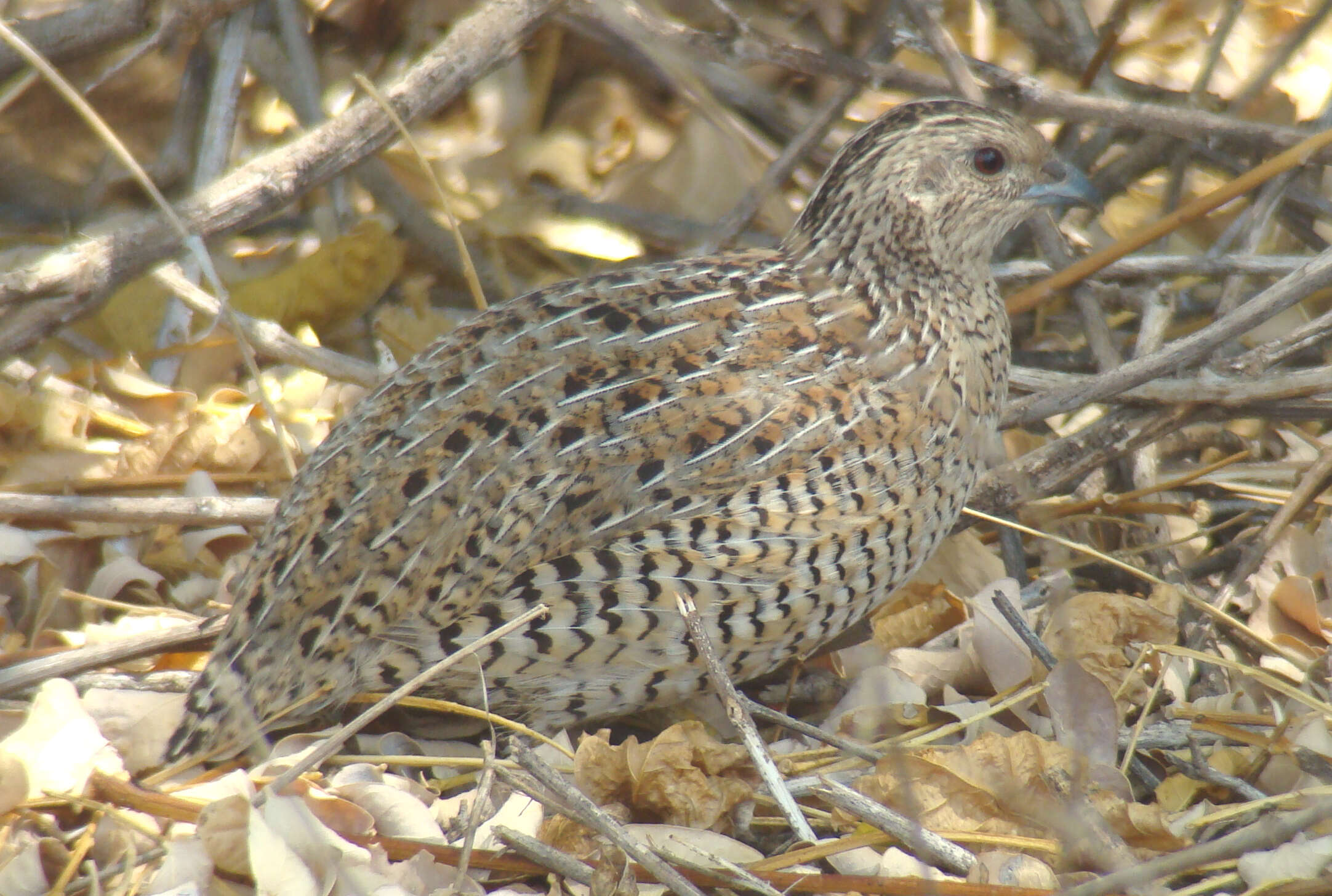 Sivun Coturnix ypsilophora australis (Latham 1801) kuva