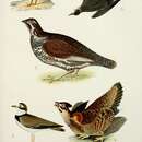 Charadrius melodus Ord 1824 resmi