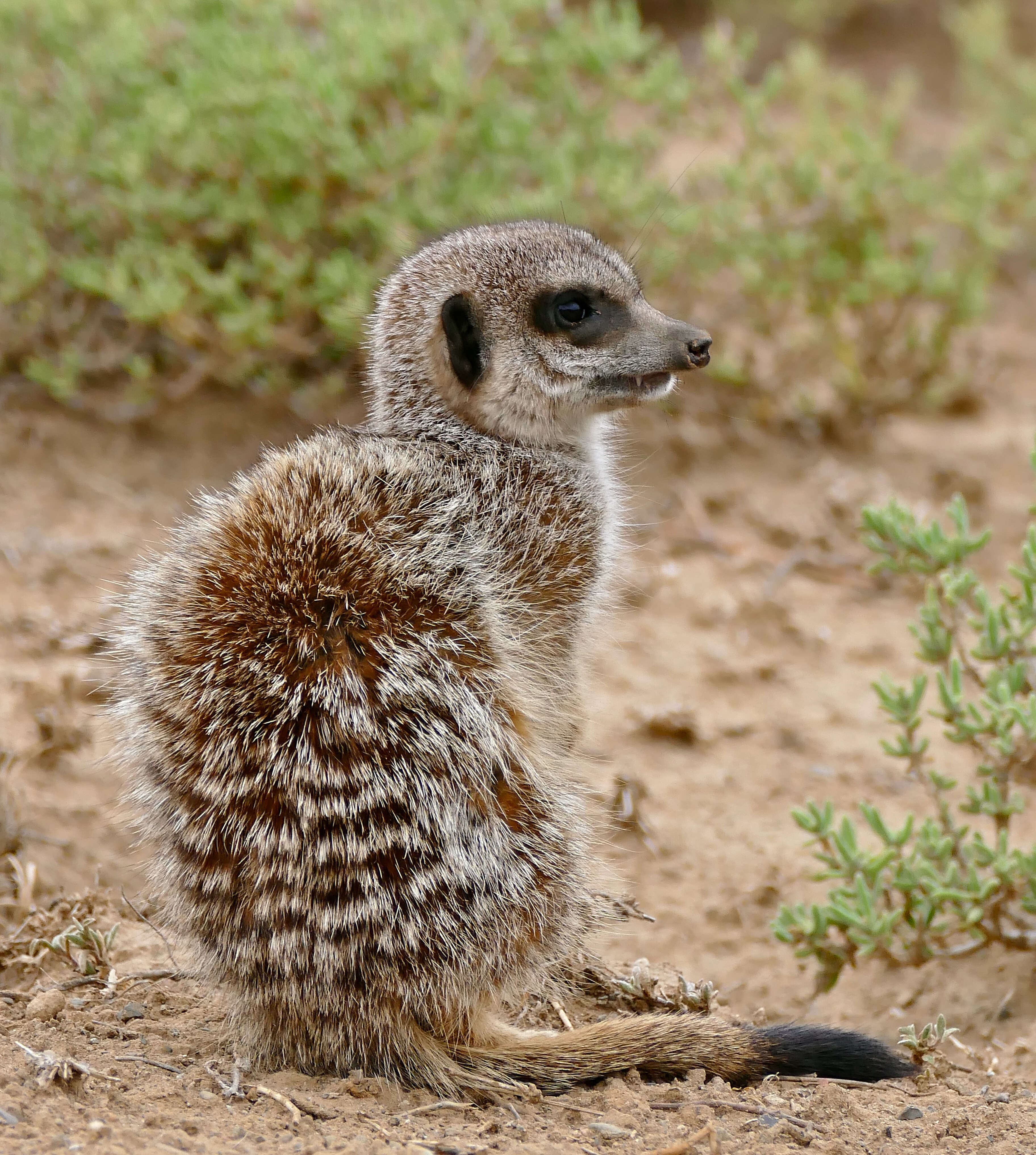 Image of Suricata Desmarest 1804