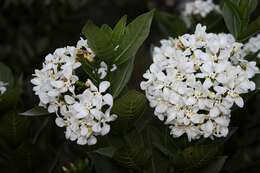 Image of Tabernaemontana solanifolia A. DC.