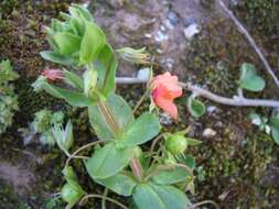 Image of Scarlet Yellow-Loosestrife