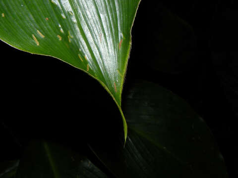 Image of Costus plicatus Maas